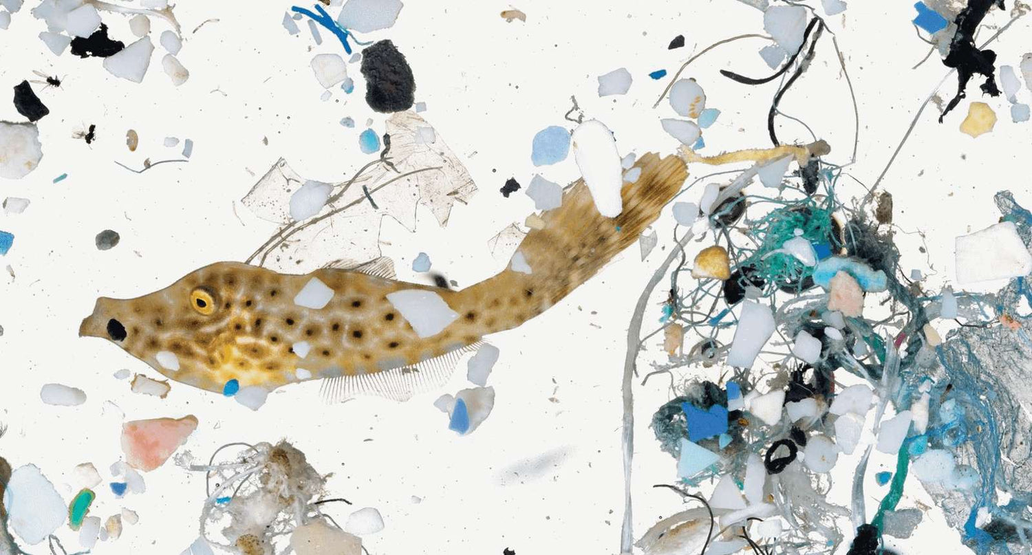 Pesquisa expõe a invasão de microplásticos no corpo humano e os riscos à saúde