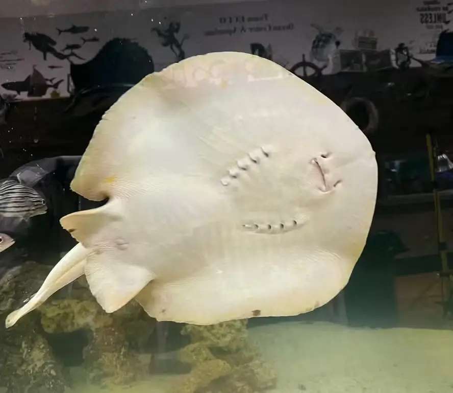 Oceanos cobrem 71% do globo, mas só conhecemos 5% deles