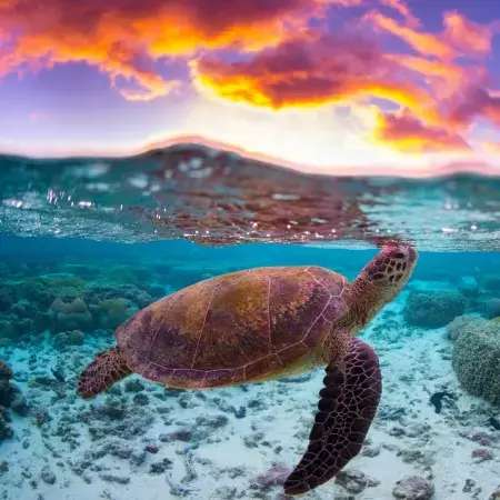 Fofa demais para comermos? Mortes por ingestão de tartaruga geram reflexão