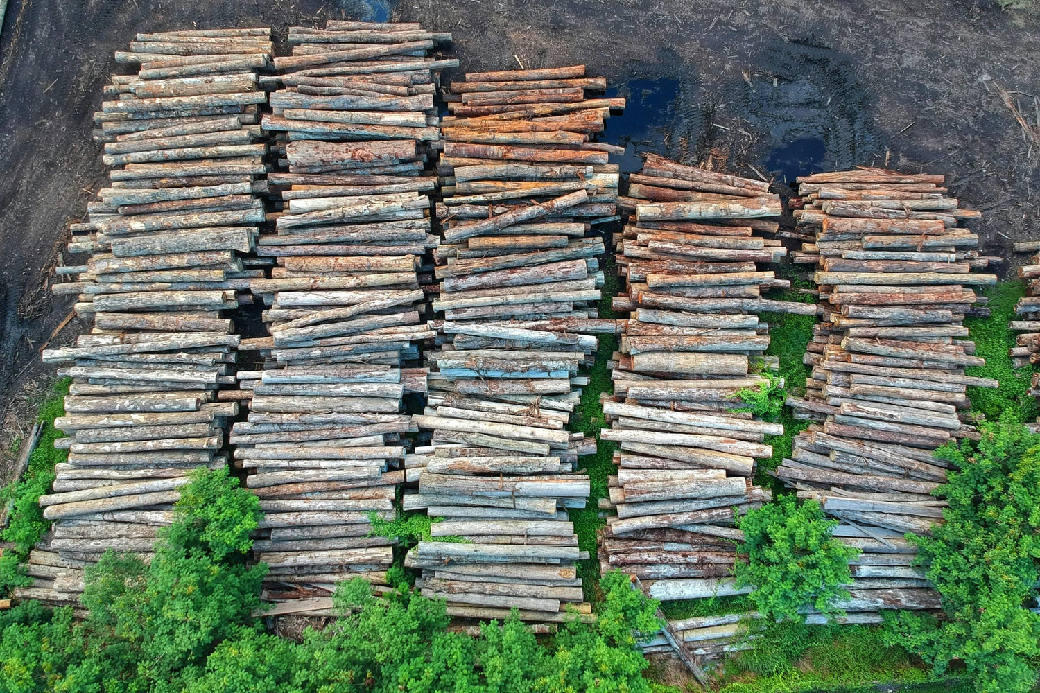 Desmatamento, crise hídrica e mudanças climáticas desafiam Brasil no mês do meio ambiente
