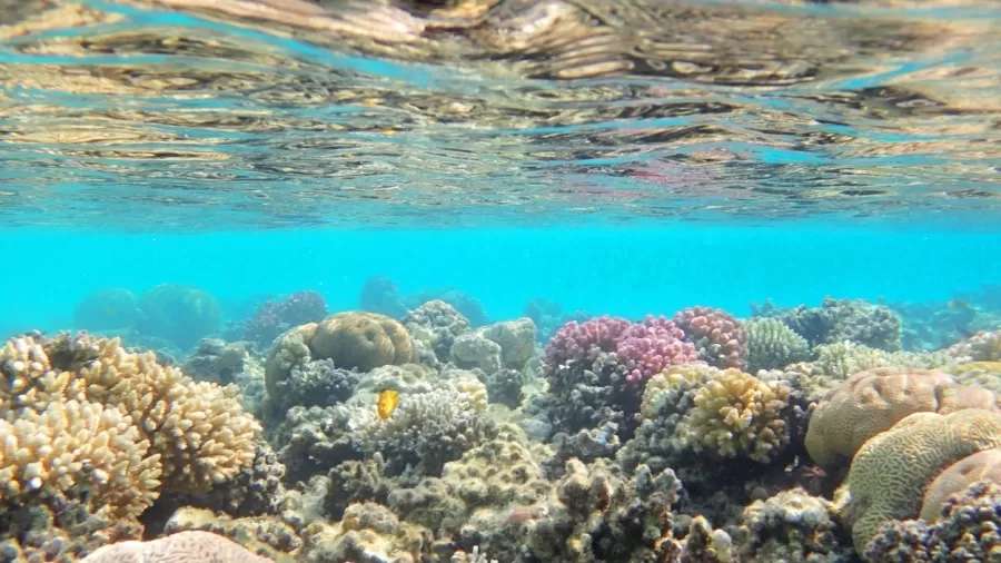 'Inimigos' se uniram para evitar desastre ambiental no Mar Vermelho