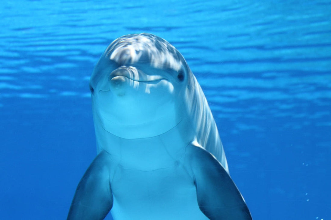 Como proteger a vida marinha? Entenda por que o oceano precisa de você