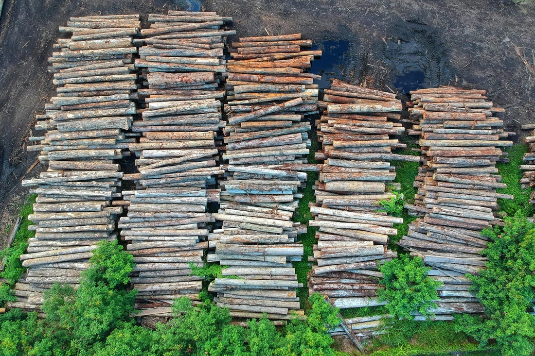 Desmatamento, crise hídrica e mudanças climáticas desafiam Brasil no mês do meio ambiente